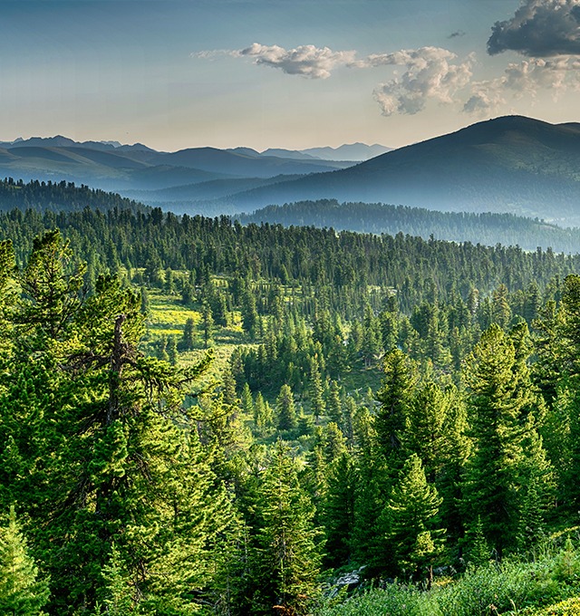 Wald_1