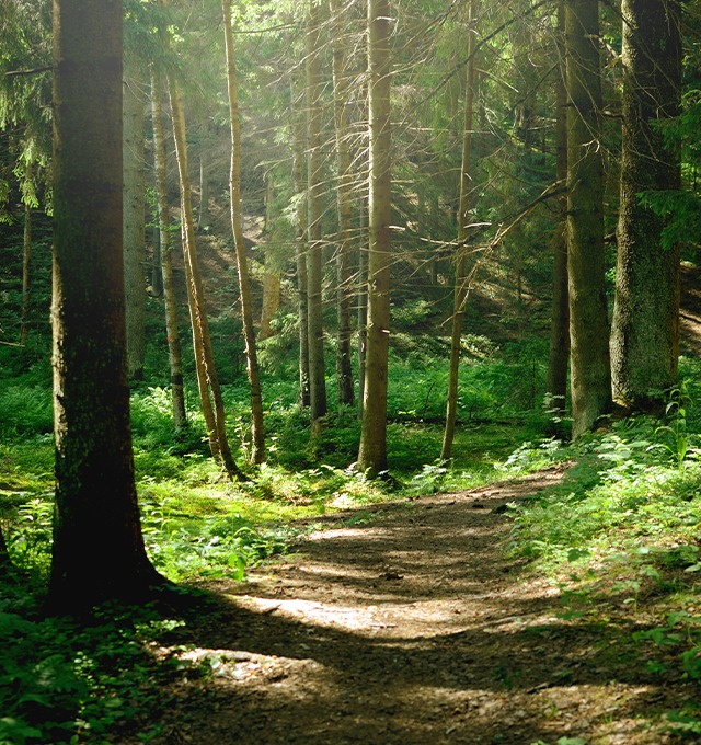 Wald_3